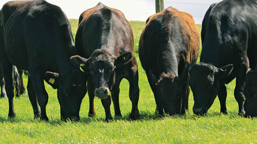 Quy trình chăn nuôi thịt bò Wagyu