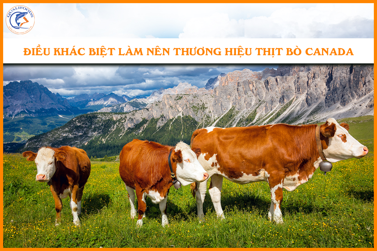 Điều khác biệt làm nên thương hiệu thịt bò Canada