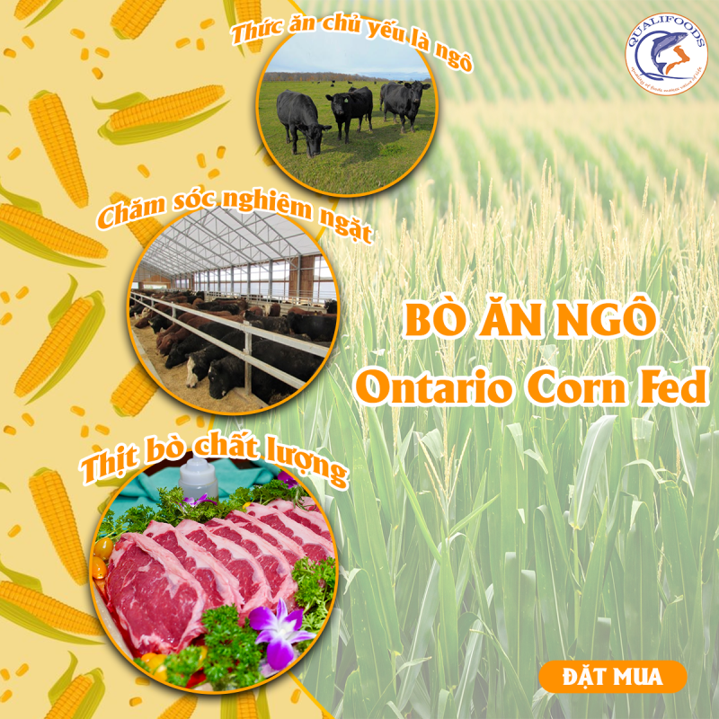 Bò ăn ngô – Giống bò tuyệt vời nhất của Canada