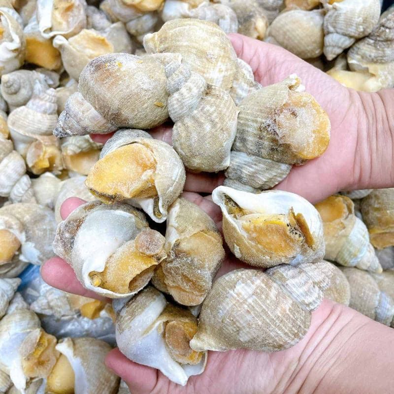 Giới thiệu về ốc bulot Pháp