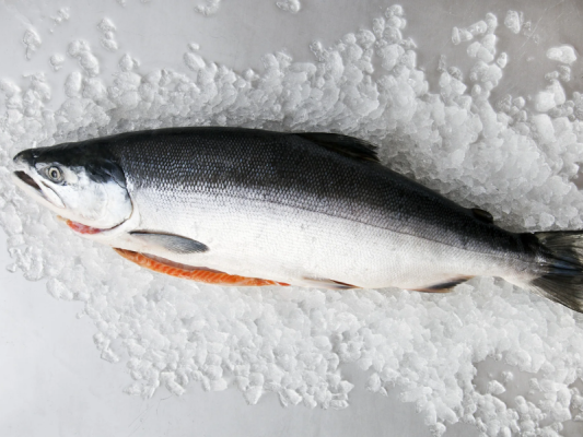 Thông tin cá hồi nguyên con