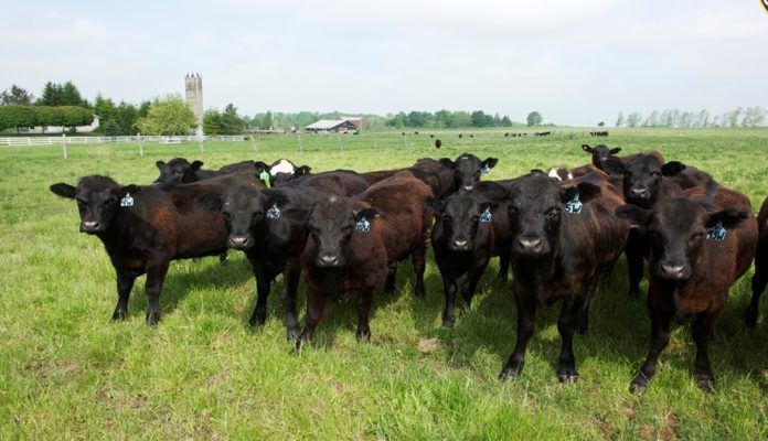 OCFB là nhà sản xuất rộng nhất trong chương trình sản xuất thịt bò tại Canada, mỗi năm khoảng 325.000 gia súc